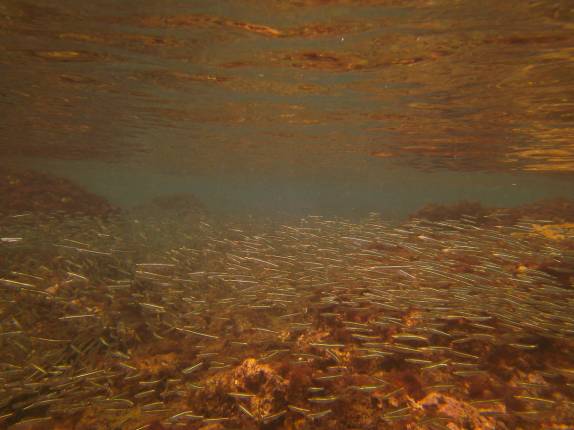 Um gigantesco cardume de peixes minúsculos em Anse La Roche, praia no norte de Carriacou, ilha ao norte de Granada